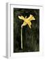 Dark Daffodils II-Emma Caroline-Framed Art Print