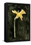Dark Daffodils II-Emma Caroline-Framed Stretched Canvas
