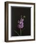 Dark & Dreamy I-Renée Stramel-Framed Premium Photographic Print