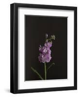 Dark & Dreamy I-Renée Stramel-Framed Premium Photographic Print