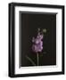 Dark & Dreamy I-Renée Stramel-Framed Premium Photographic Print