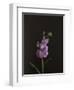 Dark & Dreamy I-Renée Stramel-Framed Premium Photographic Print