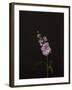 Dark & Dreamy III-Renée Stramel-Framed Photographic Print