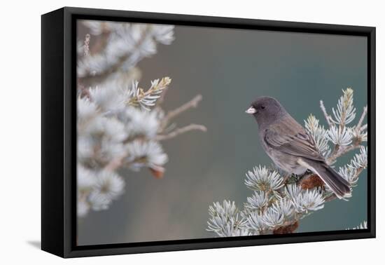 Dark-Eyed Junco in Spruce Tree in Winter Marion, Illinois, Usa-Richard ans Susan Day-Framed Stretched Canvas