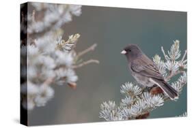 Dark-Eyed Junco in Spruce Tree in Winter Marion, Illinois, Usa-Richard ans Susan Day-Stretched Canvas