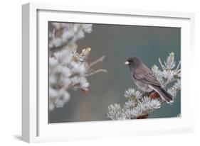 Dark-Eyed Junco in Spruce Tree in Winter Marion, Illinois, Usa-Richard ans Susan Day-Framed Photographic Print