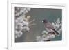 Dark-Eyed Junco in Spruce Tree in Winter Marion, Illinois, Usa-Richard ans Susan Day-Framed Photographic Print