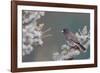 Dark-Eyed Junco in Spruce Tree in Winter Marion, Illinois, Usa-Richard ans Susan Day-Framed Photographic Print