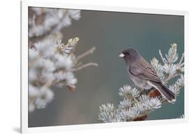 Dark-Eyed Junco in Spruce Tree in Winter Marion, Illinois, Usa-Richard ans Susan Day-Framed Photographic Print