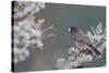 Dark-Eyed Junco in Spruce Tree in Winter Marion, Illinois, Usa-Richard ans Susan Day-Stretched Canvas