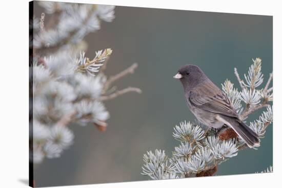 Dark-Eyed Junco in Spruce Tree in Winter Marion, Illinois, Usa-Richard ans Susan Day-Stretched Canvas