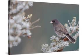 Dark-Eyed Junco in Spruce Tree in Winter Marion, Illinois, Usa-Richard ans Susan Day-Stretched Canvas