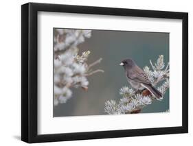 Dark-Eyed Junco in Spruce Tree in Winter Marion, Illinois, Usa-Richard ans Susan Day-Framed Photographic Print