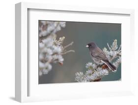 Dark-Eyed Junco in Spruce Tree in Winter Marion, Illinois, Usa-Richard ans Susan Day-Framed Photographic Print