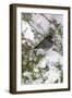 Dark-eyed Junco (Junco hyemalis) feeding in Red Cedar in winter, Marion County, Illinois-Richard & Susan Day-Framed Photographic Print