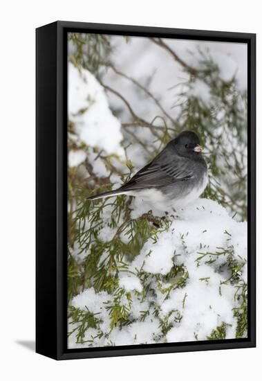 Dark-eyed Junco (Junco hyemalis) feeding in Red Cedar in winter, Marion County, Illinois-Richard & Susan Day-Framed Stretched Canvas