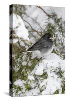 Dark-eyed Junco (Junco hyemalis) feeding in Red Cedar in winter, Marion County, Illinois-Richard & Susan Day-Stretched Canvas