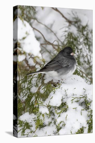 Dark-eyed Junco (Junco hyemalis) feeding in Red Cedar in winter, Marion County, Illinois-Richard & Susan Day-Stretched Canvas