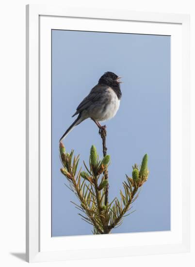 Dark-eyed junco singing-Ken Archer-Framed Photographic Print