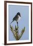 Dark-eyed junco singing-Ken Archer-Framed Photographic Print