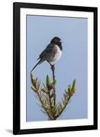 Dark-eyed junco singing-Ken Archer-Framed Photographic Print