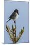 Dark-eyed junco singing-Ken Archer-Mounted Photographic Print