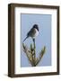 Dark-eyed junco singing-Ken Archer-Framed Photographic Print