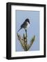 Dark-eyed junco singing-Ken Archer-Framed Photographic Print