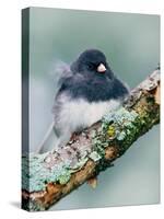 Dark-eyed Junco-Adam Jones-Stretched Canvas