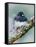 Dark-eyed Junco-Adam Jones-Framed Stretched Canvas