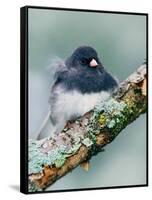 Dark-eyed Junco-Adam Jones-Framed Stretched Canvas