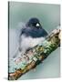 Dark-eyed Junco-Adam Jones-Stretched Canvas