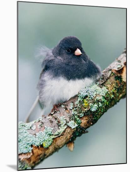 Dark-eyed Junco-Adam Jones-Mounted Premium Photographic Print