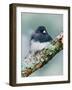 Dark-eyed Junco-Adam Jones-Framed Photographic Print