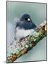 Dark-eyed Junco-Adam Jones-Mounted Photographic Print