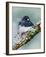 Dark-eyed Junco-Adam Jones-Framed Photographic Print