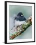 Dark-eyed Junco-Adam Jones-Framed Photographic Print