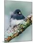 Dark-eyed Junco-Adam Jones-Mounted Photographic Print