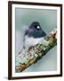 Dark-eyed Junco-Adam Jones-Framed Photographic Print