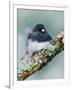 Dark-eyed Junco-Adam Jones-Framed Photographic Print