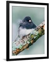 Dark-eyed Junco-Adam Jones-Framed Photographic Print