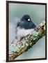 Dark-eyed Junco-Adam Jones-Framed Photographic Print