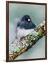 Dark-eyed Junco-Adam Jones-Framed Photographic Print