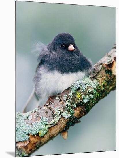 Dark-eyed Junco-Adam Jones-Mounted Photographic Print