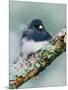 Dark-eyed Junco-Adam Jones-Mounted Photographic Print