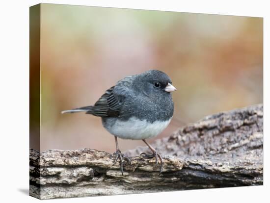 Dark-Eyed Junco-Gary Carter-Stretched Canvas