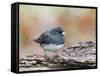 Dark-Eyed Junco-Gary Carter-Framed Stretched Canvas