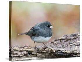 Dark-Eyed Junco-Gary Carter-Stretched Canvas