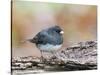 Dark-Eyed Junco-Gary Carter-Stretched Canvas