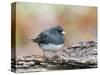 Dark-Eyed Junco-Gary Carter-Stretched Canvas